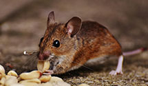 organic-and-eco-friendly-pest-solutions Experts in Wilkes Barre